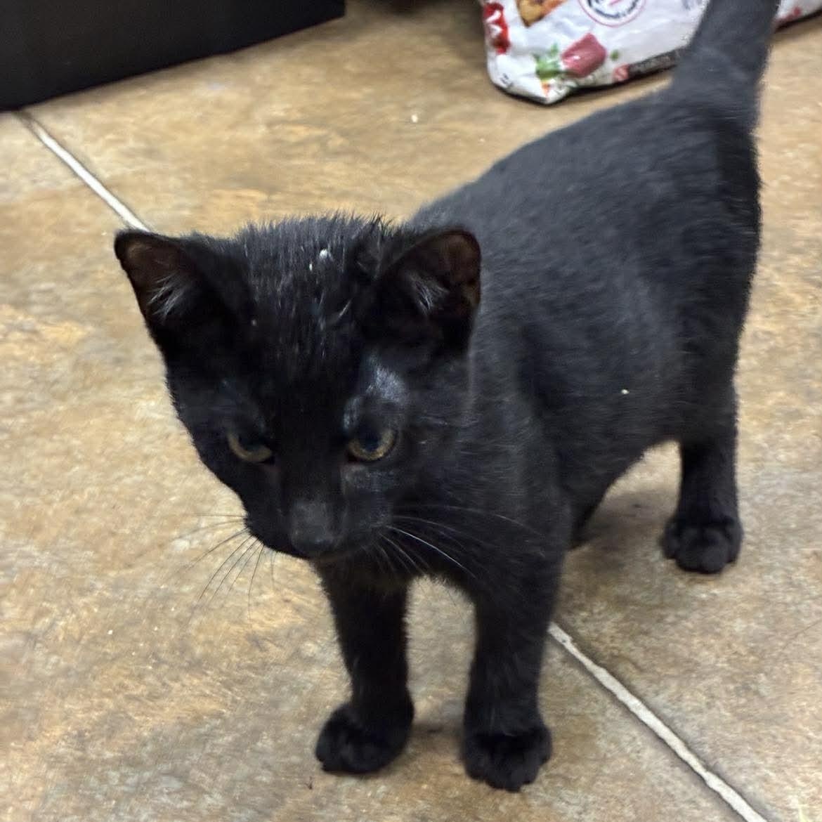 Enlarge Colonel Mustard, a Adoptable mixed breed in Petersburg, IL image 1/1