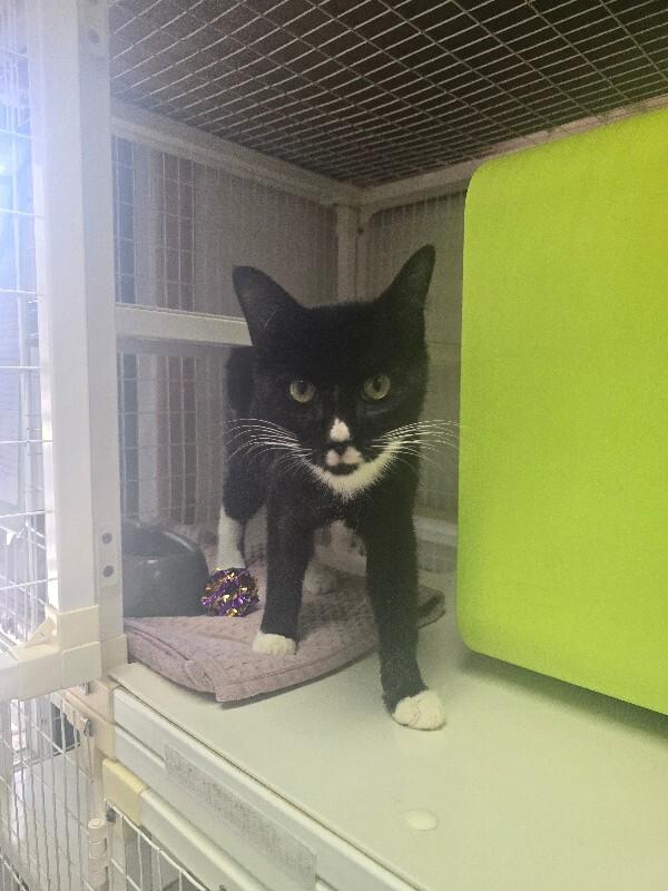 Cooper, Adoptable, Adult Male Domestic Short Hair.