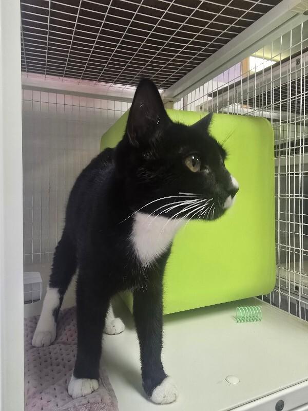 Enlarge Cooper, a Adoptable Domestic Short Hair in Cortland, NY image 2/4