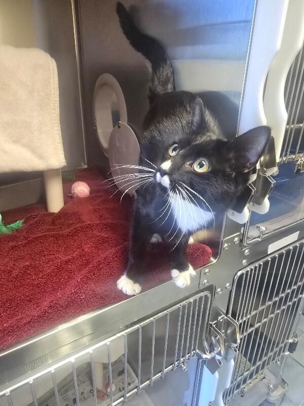 Enlarge Cooper, a Adoptable Domestic Short Hair in Cortland, NY image 3/4