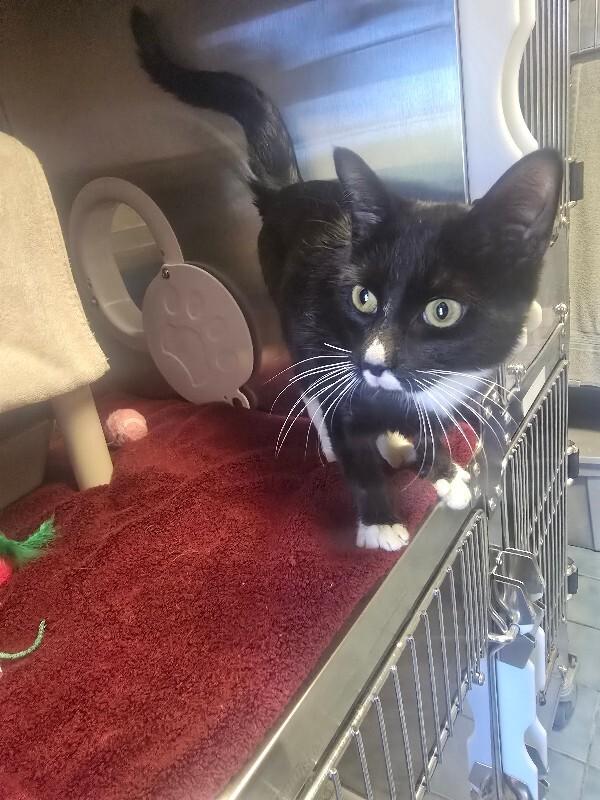 Enlarge Cooper, a Adoptable Domestic Short Hair in Cortland, NY image 4/4