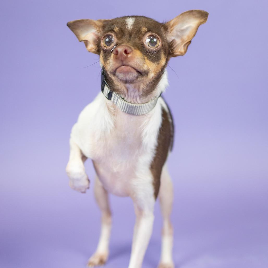 Enlarge Vulpix, a Adoptable Chihuahua in Portland, OR image 1/2