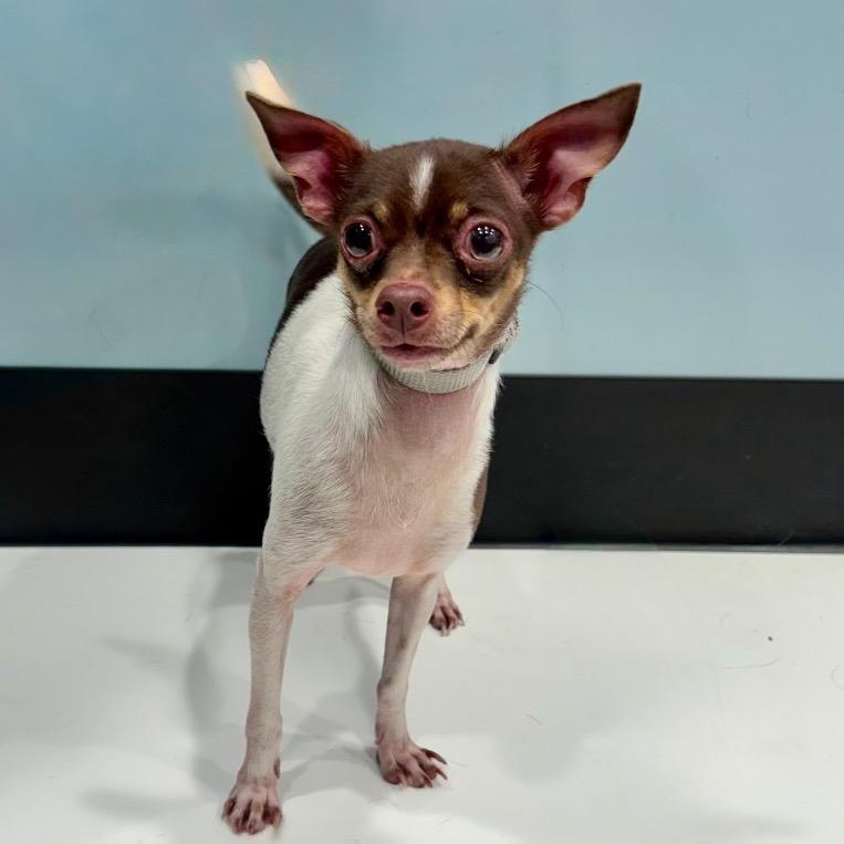 Enlarge Vulpix, a Adoptable Chihuahua in Portland, OR image 2/2