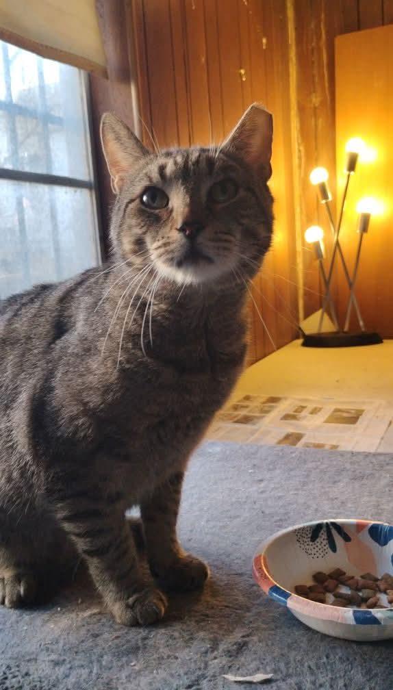 Vincent Baby, Adoptable, Adult Male Tabby & American Shorthair.