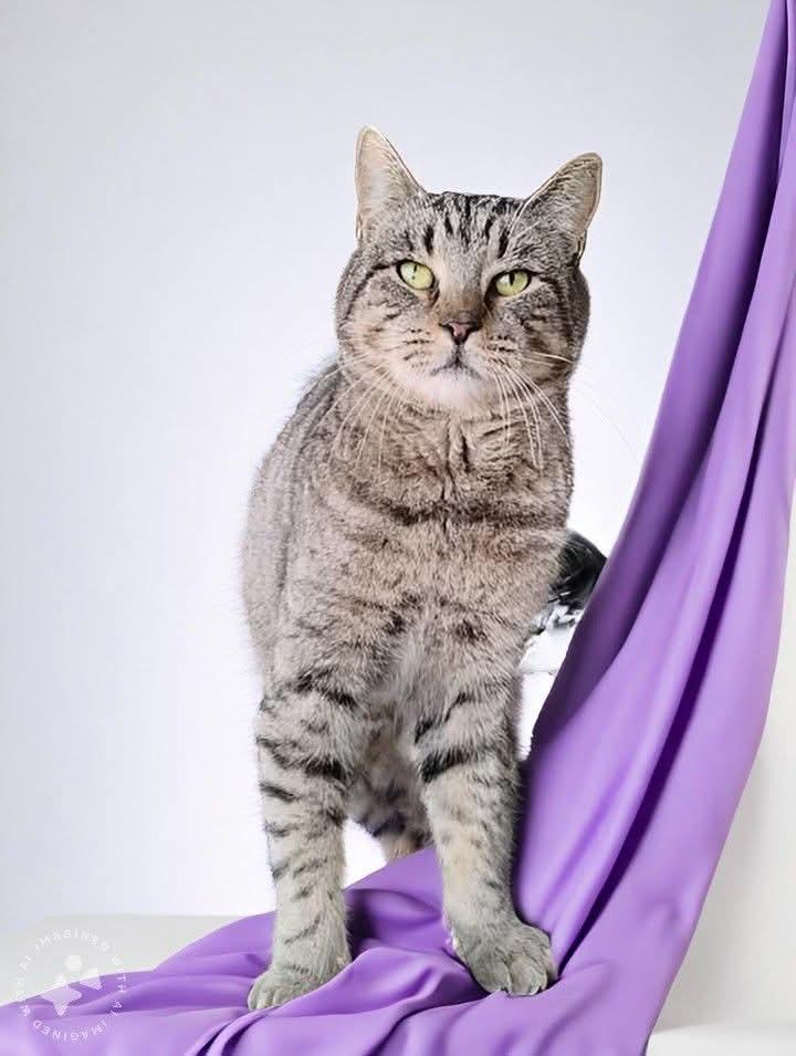 Vincent Baby, a Adoptable mixed breed in Hoboken, NJ image 4/6