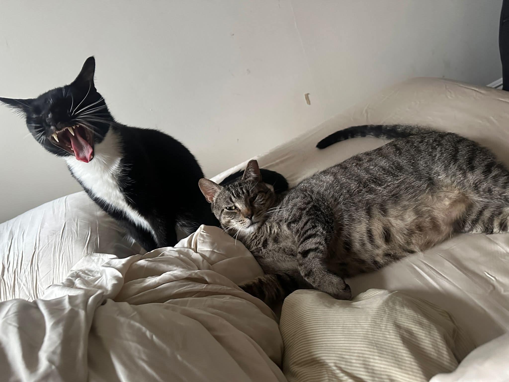 Vincent Baby, a Adoptable mixed breed in Hoboken, NJ image 5/6