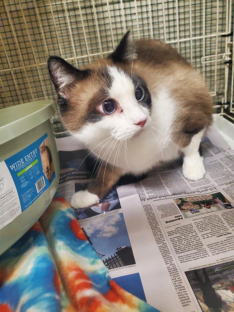 2025-09-131, Adopted, Adult Male Siamese.