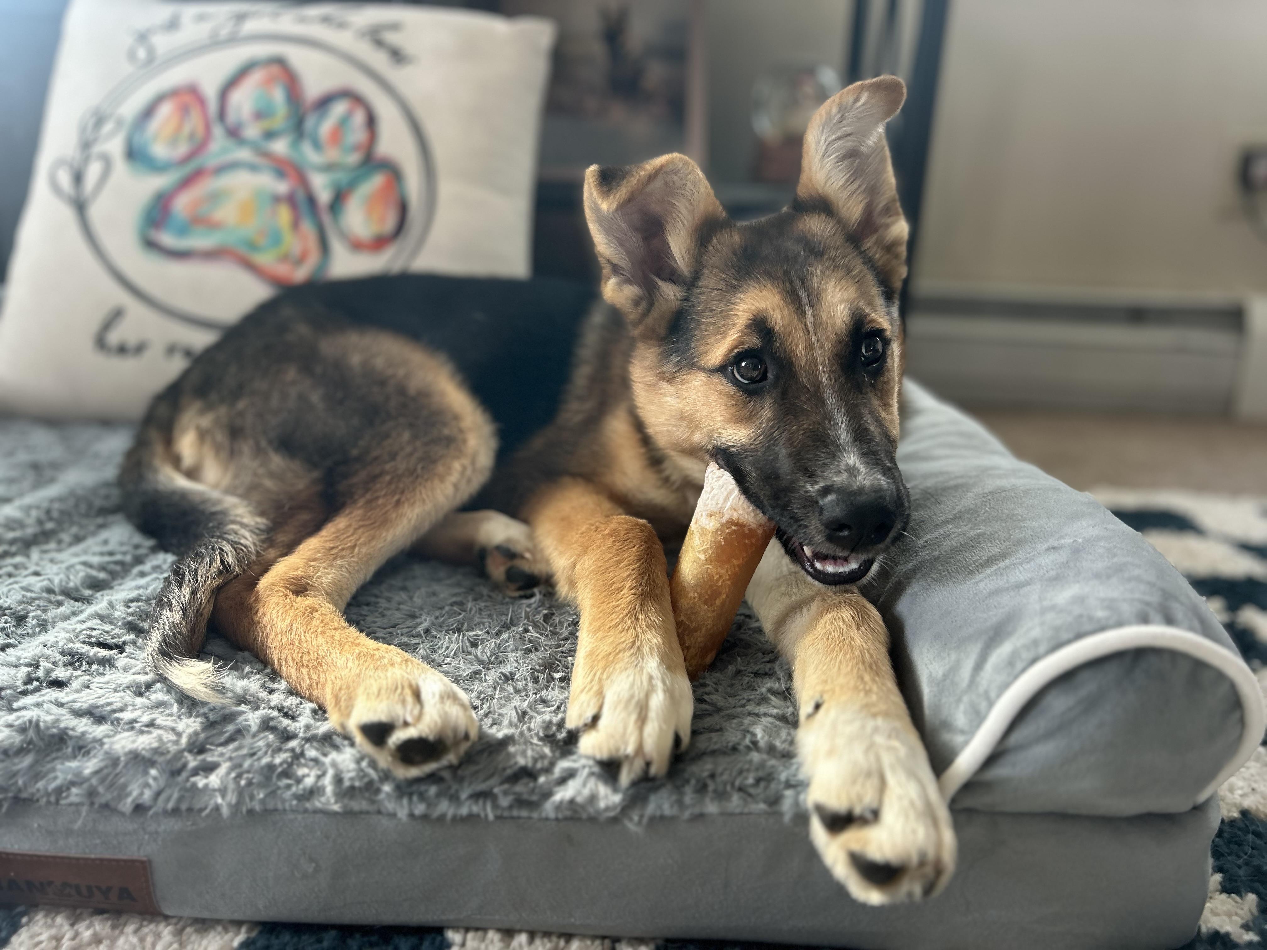 Enlarge Tallulah, a ADOPTABLE mixed breed in Billerica, MA image 3/6