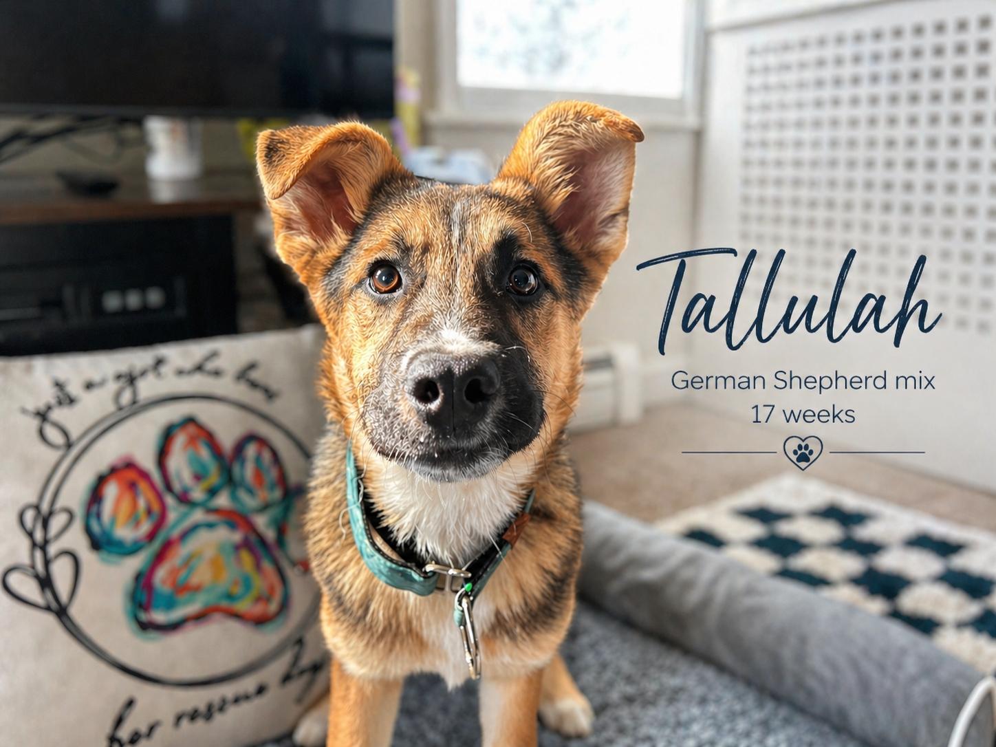 Tallulah, ADOPTABLE, Puppy Female German Shepherd Dog.