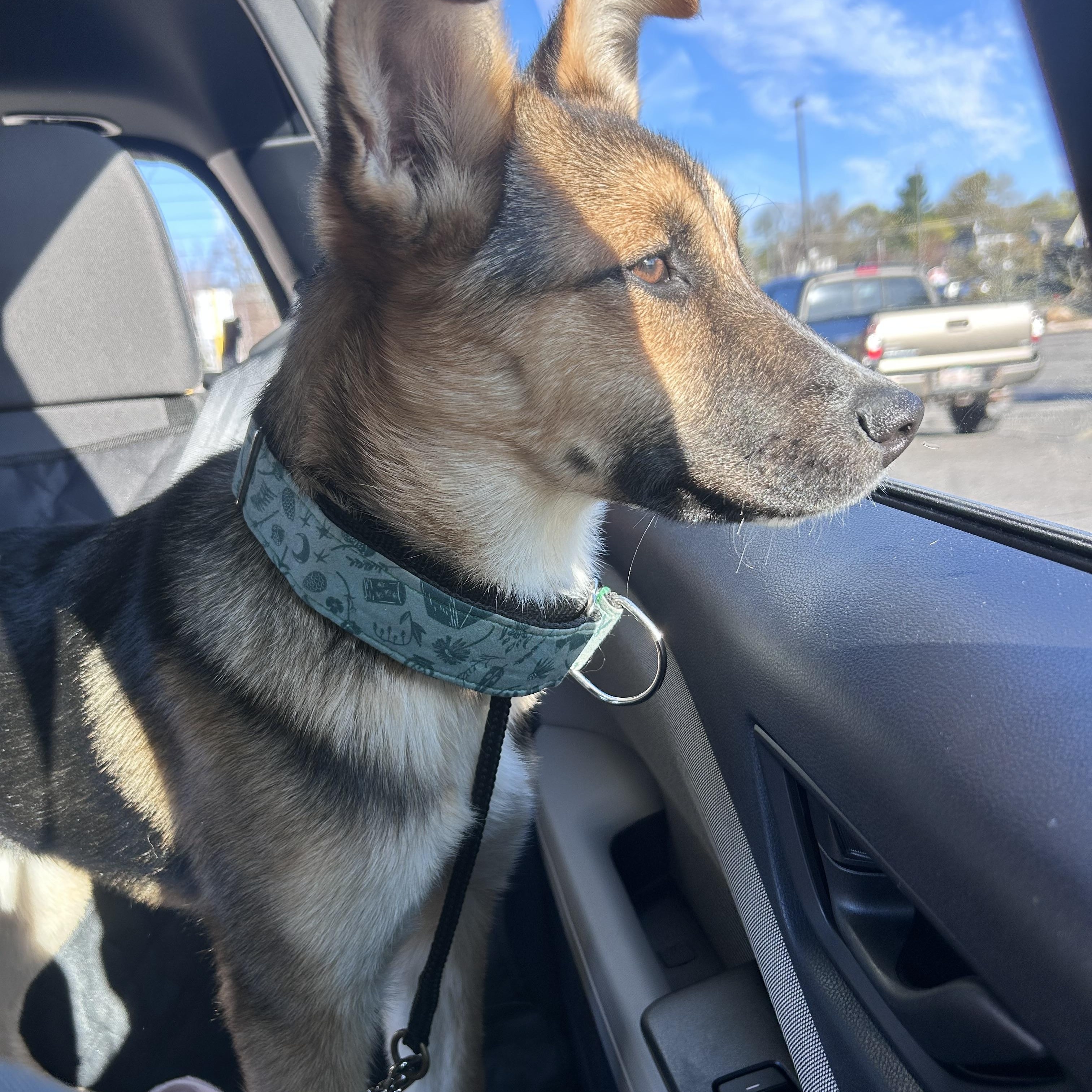 Enlarge Tallulah, a ADOPTABLE mixed breed in Billerica, MA image 4/6