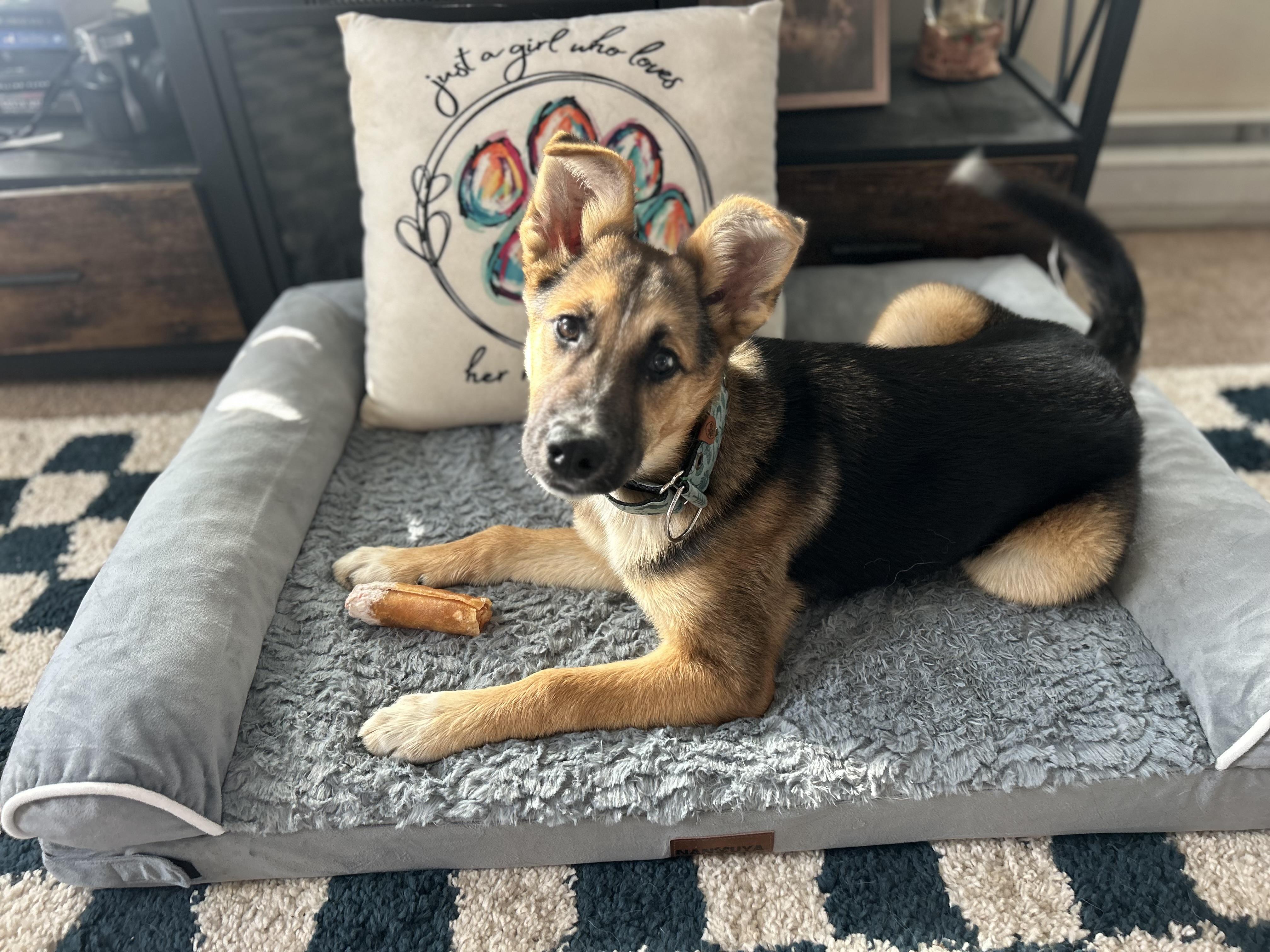 Enlarge Tallulah, a ADOPTABLE mixed breed in Billerica, MA image 2/6