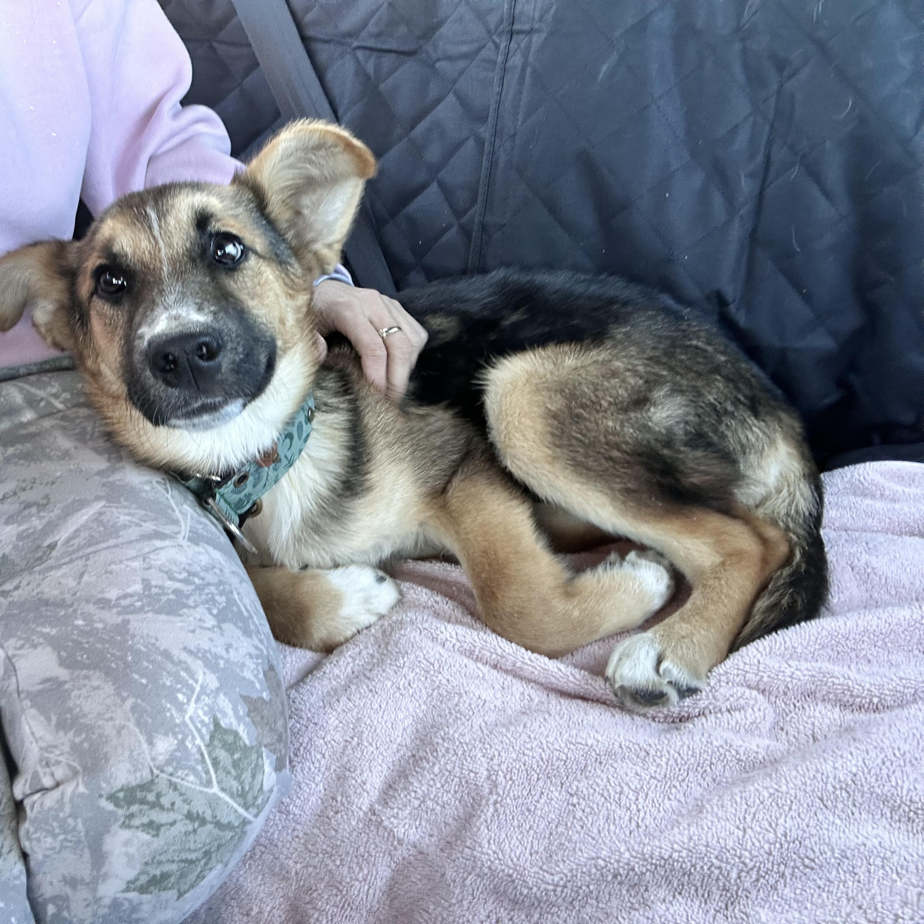 Enlarge Tallulah, a ADOPTABLE mixed breed in Billerica, MA image 5/6