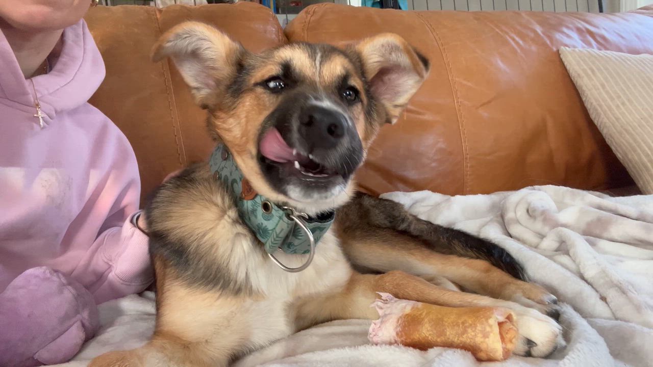 Enlarge Tallulah, a ADOPTABLE mixed breed in Billerica, MA video 6/6