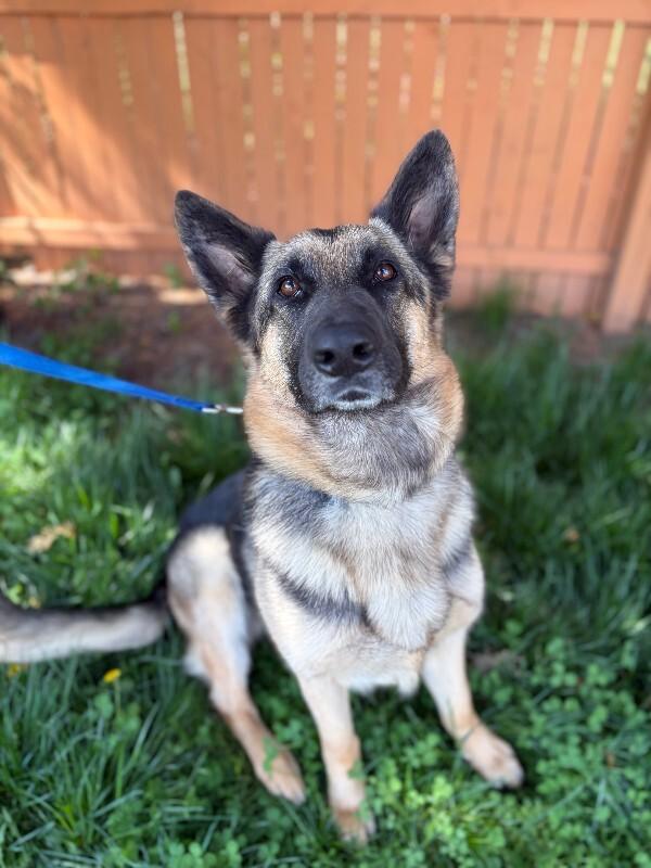 Enlarge Bailey, a Adoptable mixed breed in Berkeley Heights, NJ image 1/6