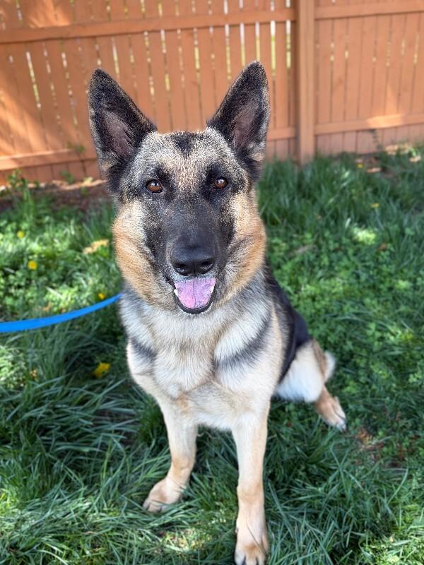 Enlarge Bailey, a Adoptable mixed breed in Berkeley Heights, NJ image 2/6