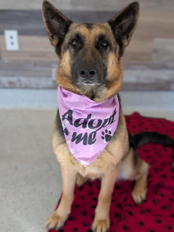 Bailey (german shepherd), Adoptable, Adult Female German Shepherd Dog.