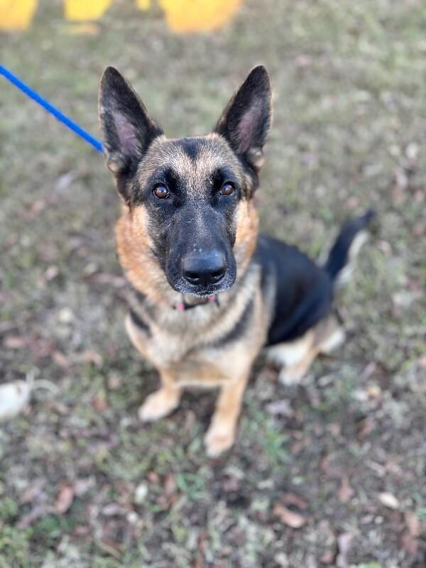 Enlarge Bailey (german shepherd), a Adoptable mixed breed in Berkeley Heights, NJ image 2/6