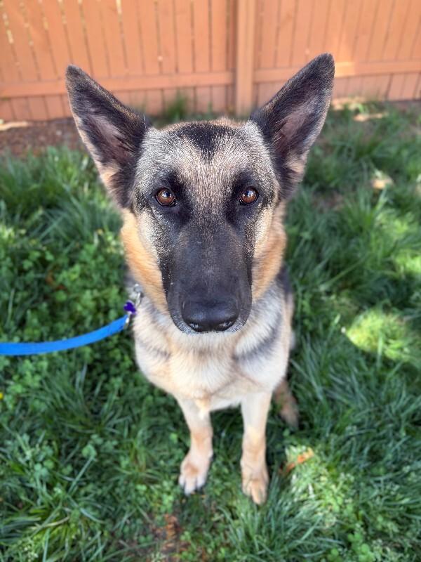 Enlarge Bailey, a Adoptable mixed breed in Berkeley Heights, NJ image 4/6