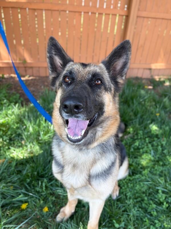 Enlarge Bailey, a Adoptable mixed breed in Berkeley Heights, NJ image 5/6