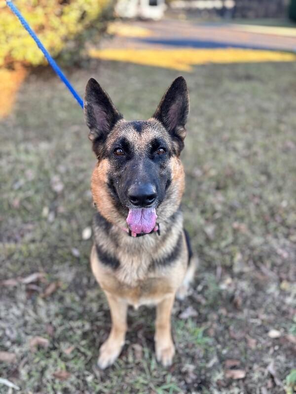 Enlarge Bailey (german shepherd), a Adoptable mixed breed in Berkeley Heights, NJ image 3/6