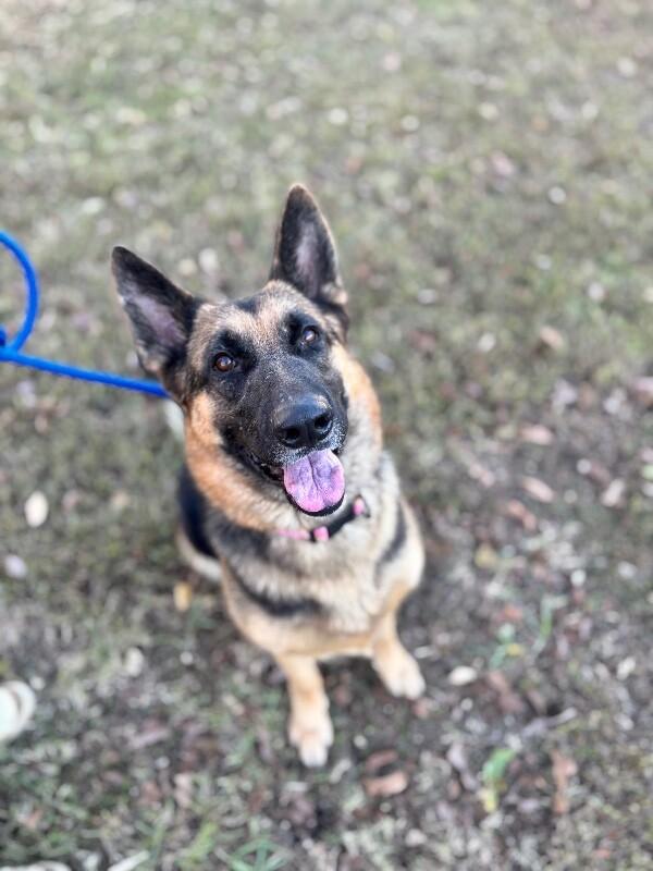 Enlarge Bailey (german shepherd), a Adoptable mixed breed in Berkeley Heights, NJ image 4/6