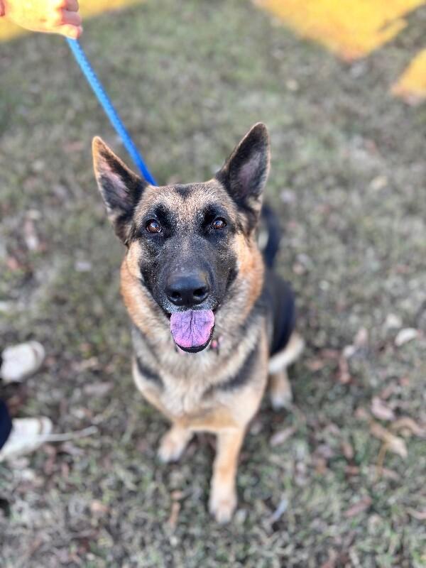 Enlarge Bailey (german shepherd), a Adoptable mixed breed in Berkeley Heights, NJ image 5/6