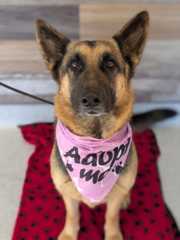 Enlarge Bailey (german shepherd), a Adoptable mixed breed in Berkeley Heights, NJ image 6/6