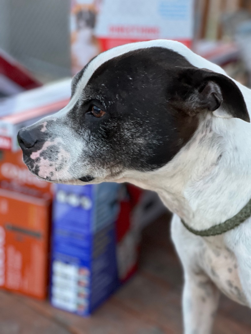 Enlarge Juice, a Adoptable mixed breed in Anna, TX image 1/10