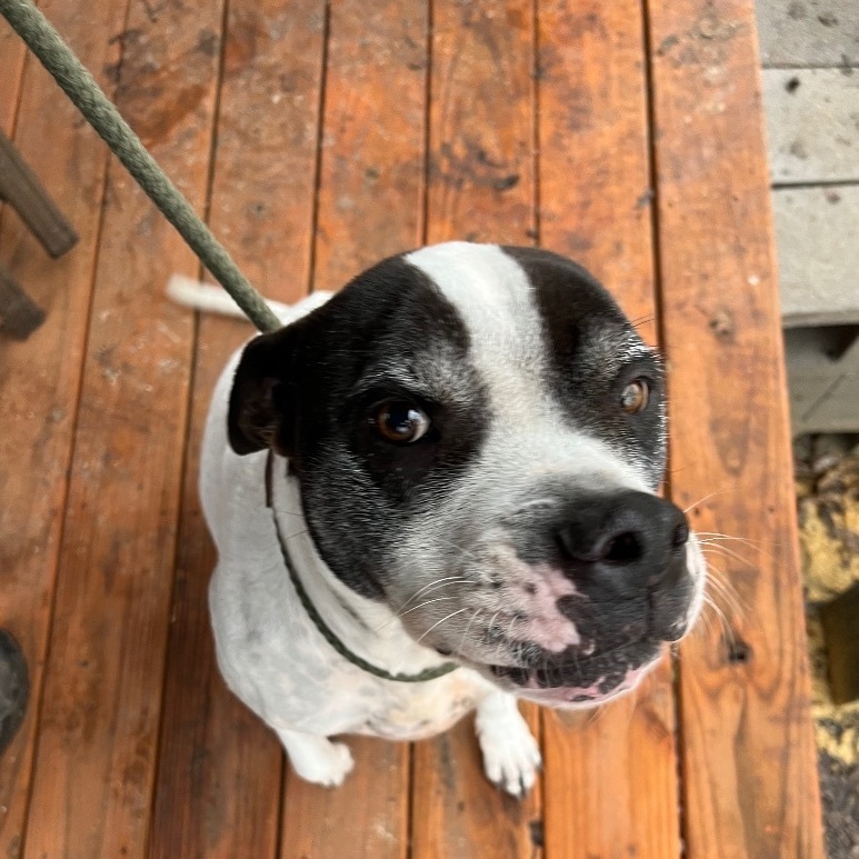 Enlarge Juice, a Adoptable mixed breed in Anna, TX image 2/10