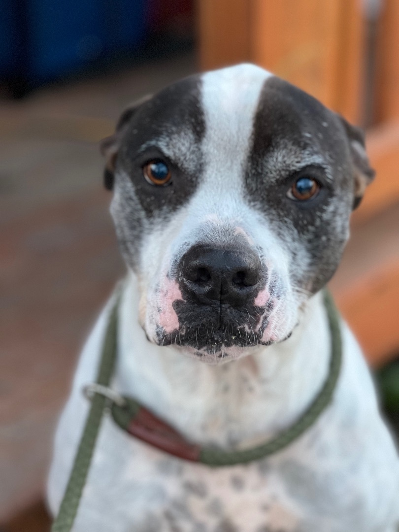 Enlarge Juice, a Adoptable mixed breed in Anna, TX image 3/10