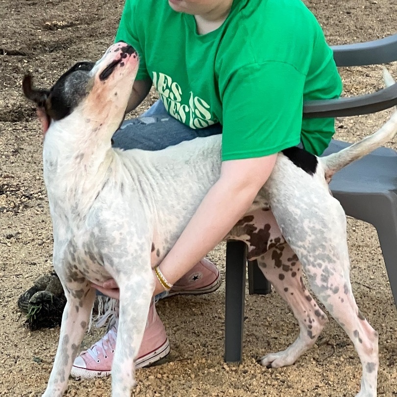 Enlarge Juice, a Adoptable mixed breed in Anna, TX image 4/10
