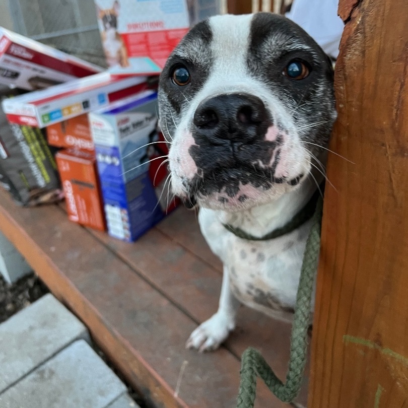 Enlarge Juice, a Adoptable mixed breed in Anna, TX image 5/10