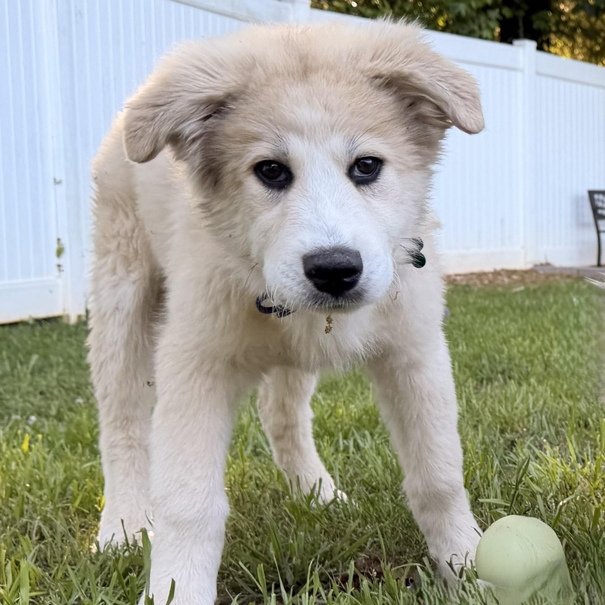 Enlarge Mia April, a ADOPTABLE Great Pyrenees in Atlanta, GA image 2/6