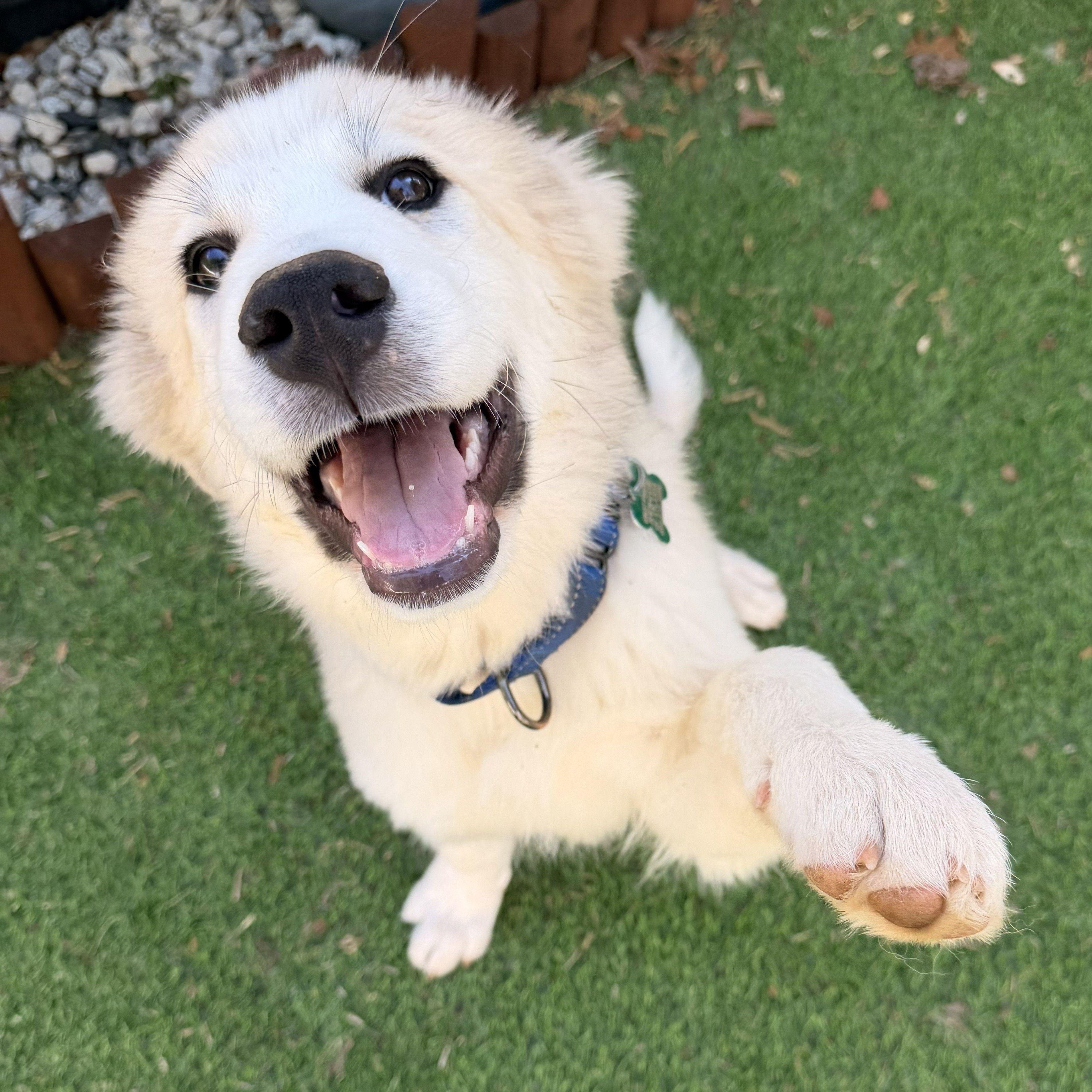 Enlarge Mia April, a ADOPTABLE Great Pyrenees in Atlanta, GA image 1/6