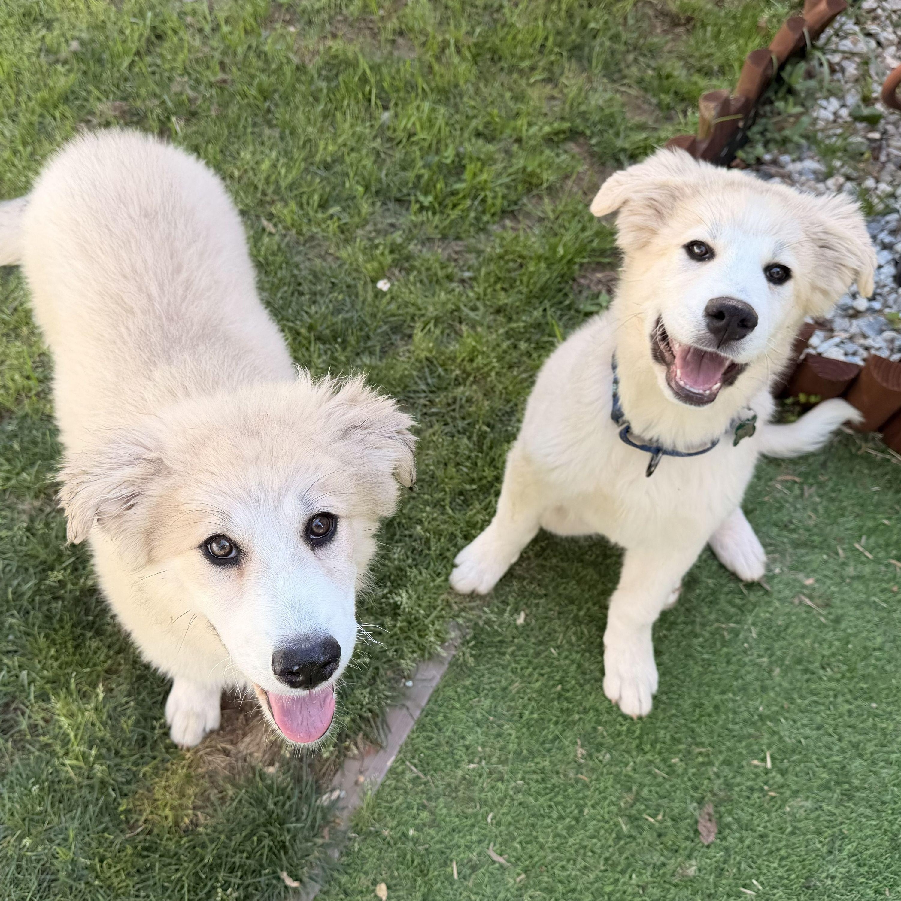 Enlarge Mia April, a ADOPTABLE Great Pyrenees in Atlanta, GA image 4/6