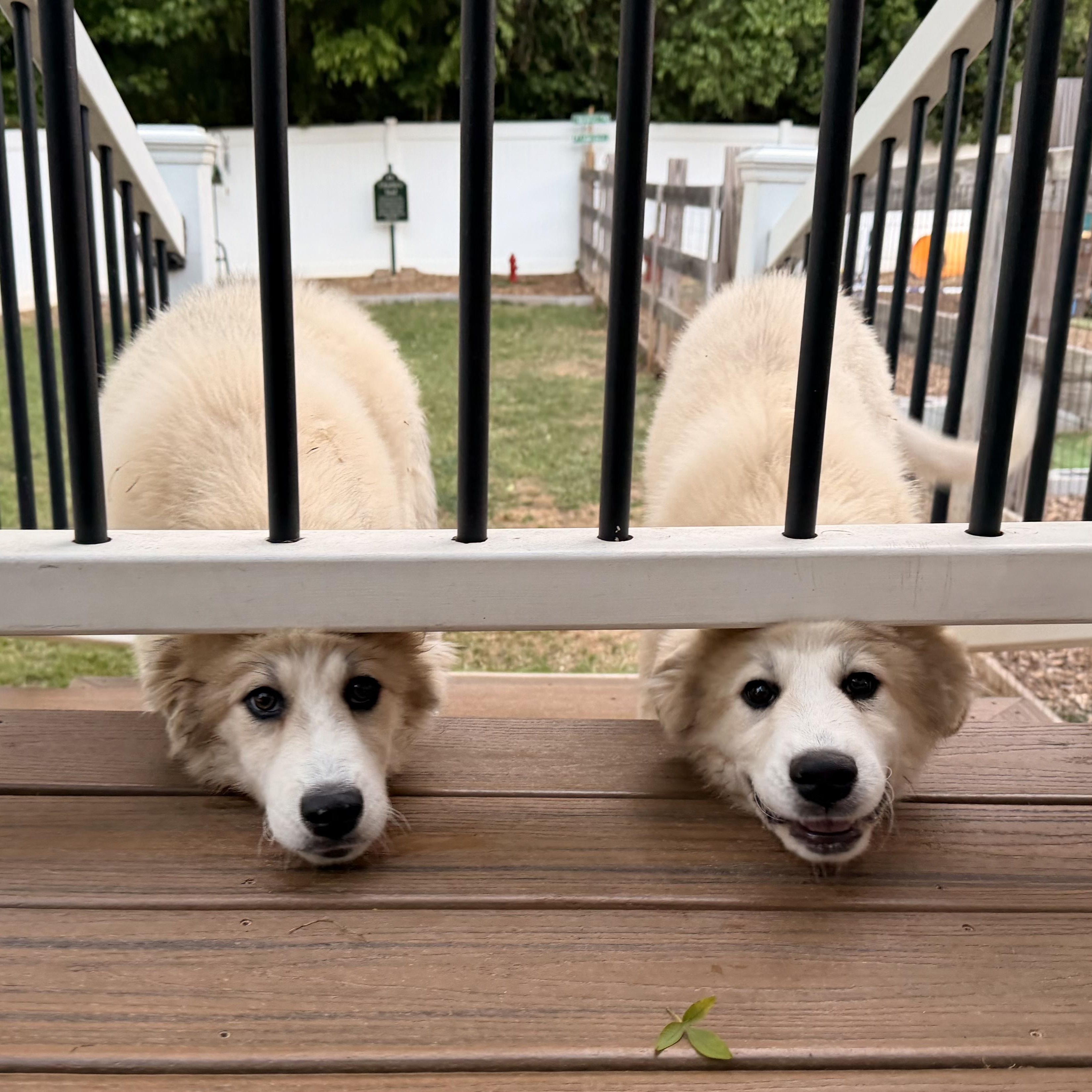 Enlarge Mia April, a ADOPTABLE Great Pyrenees in Atlanta, GA image 6/6