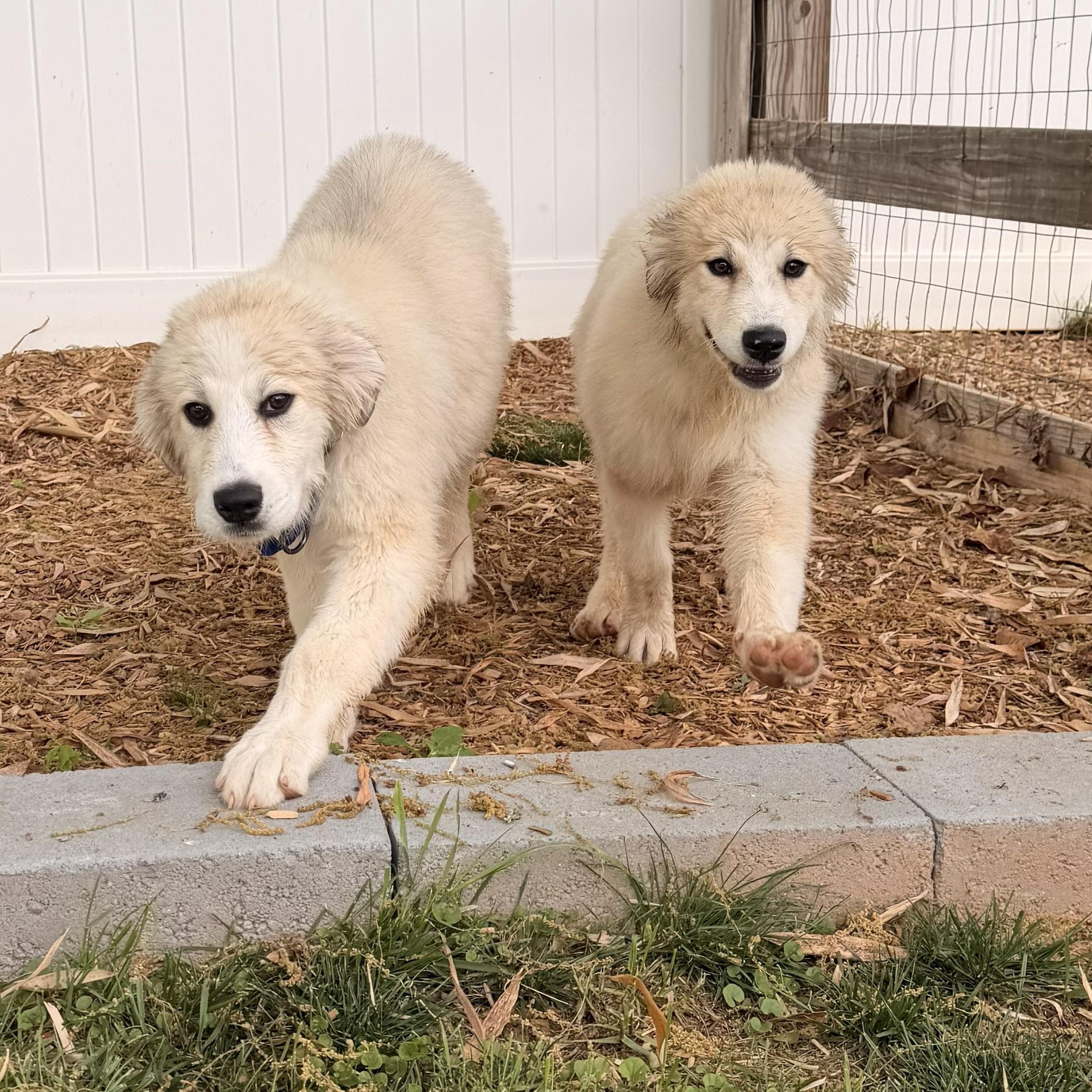 Enlarge Mia April, a ADOPTABLE Great Pyrenees in Atlanta, GA image 5/6