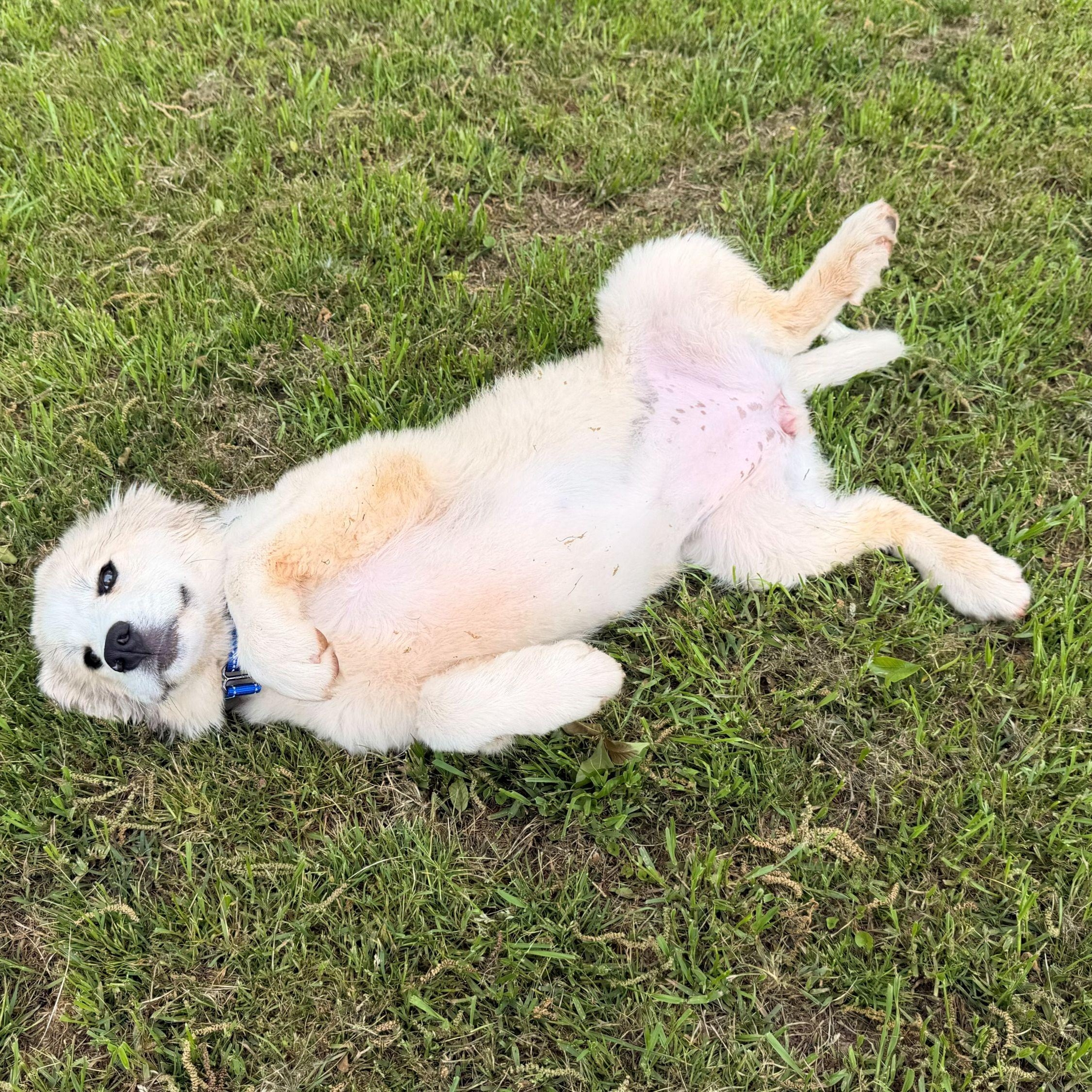 Enlarge Mia April, a ADOPTABLE Great Pyrenees in Atlanta, GA image 3/6
