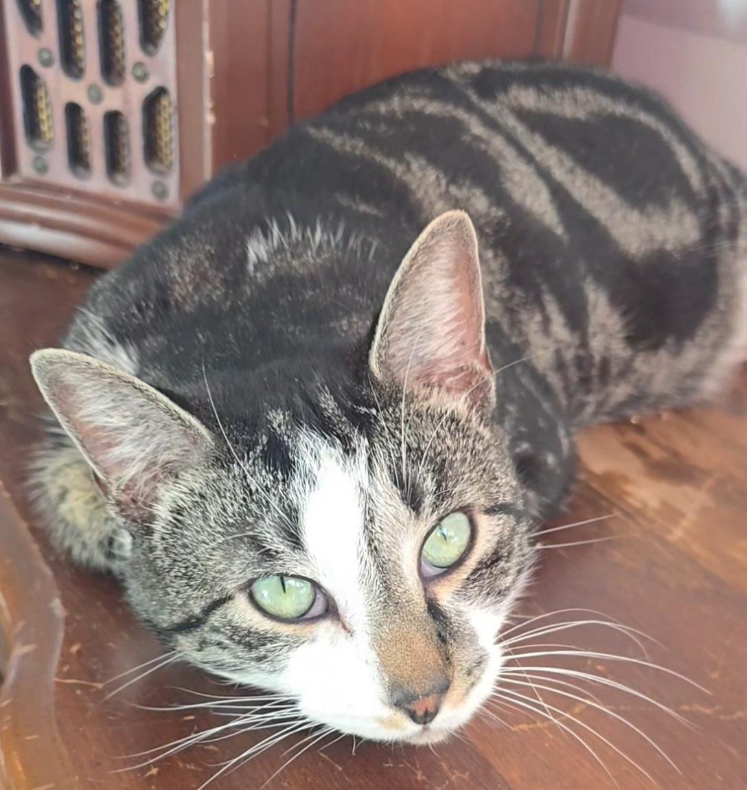 Enlarge Xavier, a ADOPTABLE Domestic Short Hair in Stevensville, ON image 2/2