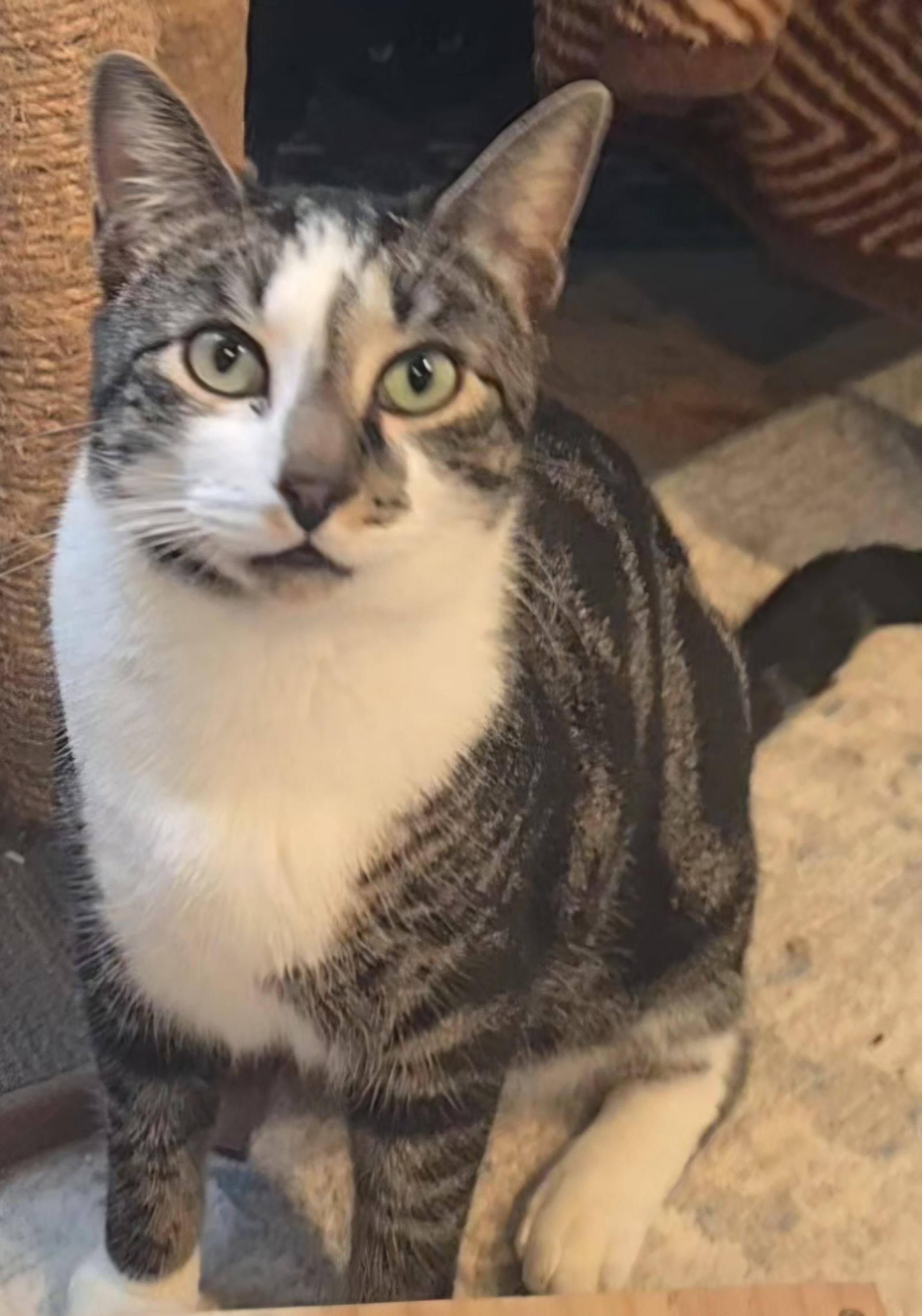 Xavier, ADOPTABLE, Adult Male Domestic Short Hair.