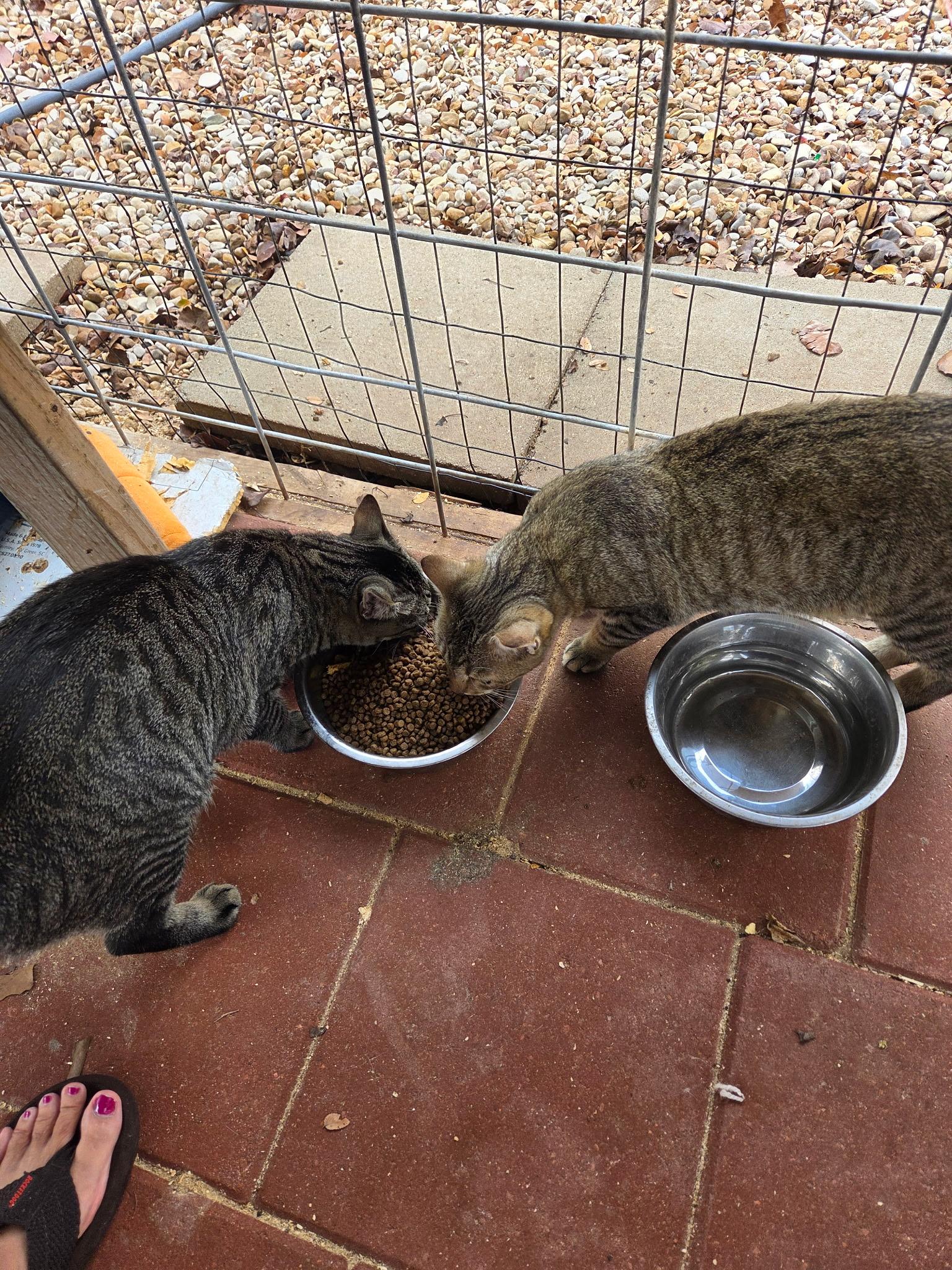 Three Bears, Adoptable, Young Female American Shorthair.