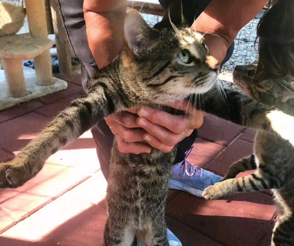 Three Bears, Adoptable, Young Female American Shorthair.