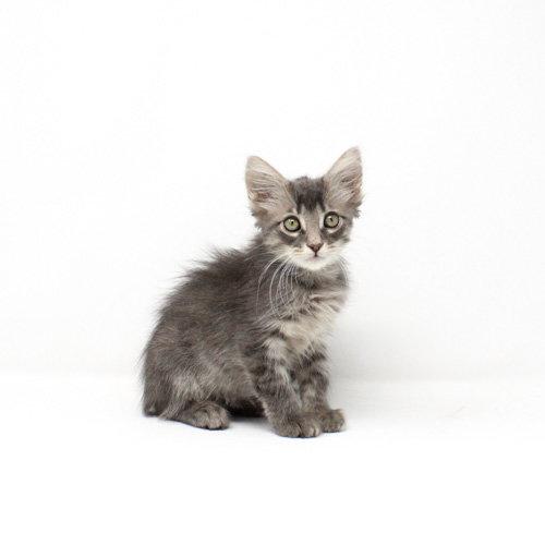 Emiliano, Adoptable, Kitten Female Domestic Medium Hair.
