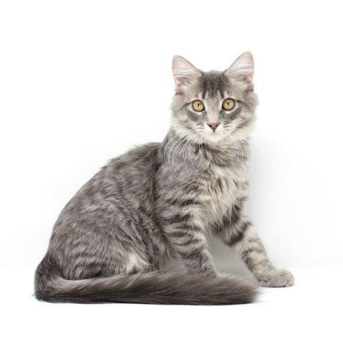 Enlarge Emiliano, a Adoptable Domestic Medium Hair in Florence, AZ image 2/2