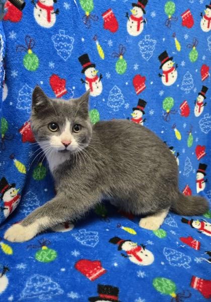 Enlarge Dirk, a Adoptable mixed breed in Spruce Pine, NC image 1/1