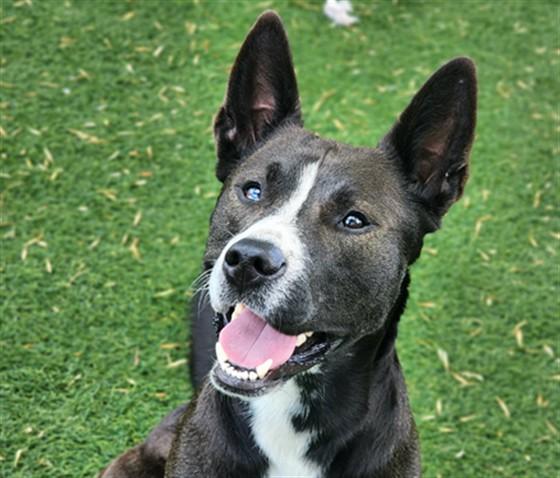 LUEY, Adoptable, Young Male Australian Cattle Dog / Blue Heeler & Mixed Breed.