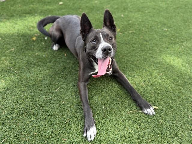 LUEY, Adoptable, Young Male Australian Cattle Dog / Blue Heeler & Mixed Breed.