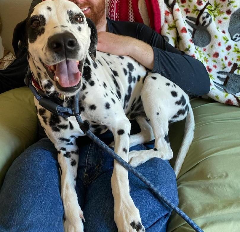 Marshall-ADOPTION PENDING, an adopted Dalmatian in San Diego, CA image 5/6