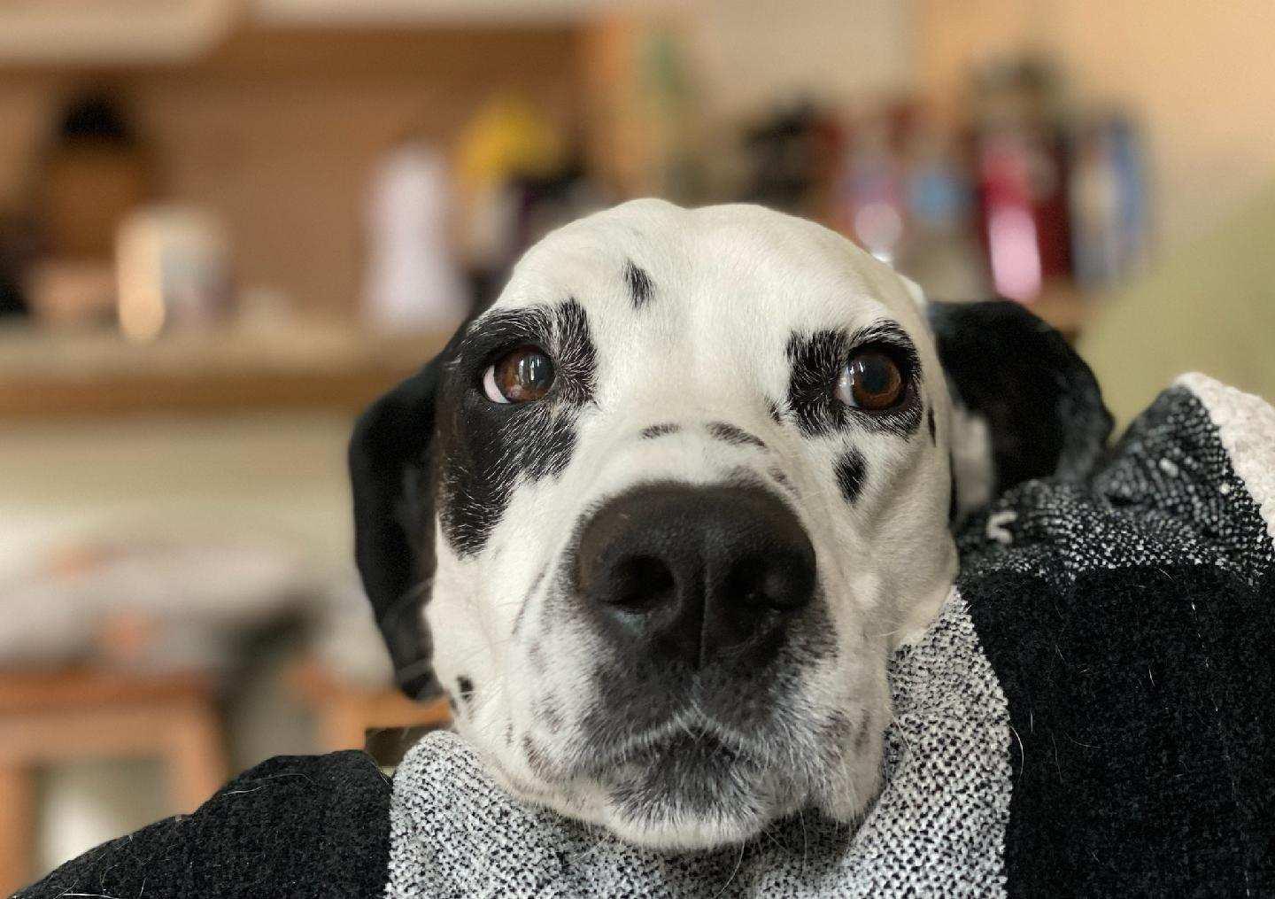 Marshall-ADOPTION PENDING, an adopted Dalmatian in San Diego, CA image 4/6