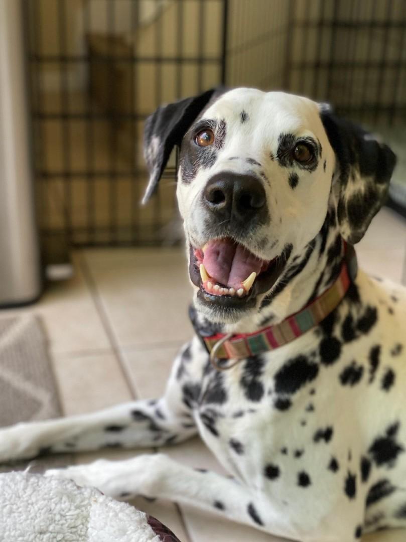 Marshall-ADOPTION PENDING, an adopted Dalmatian in San Diego, CA image 1/6